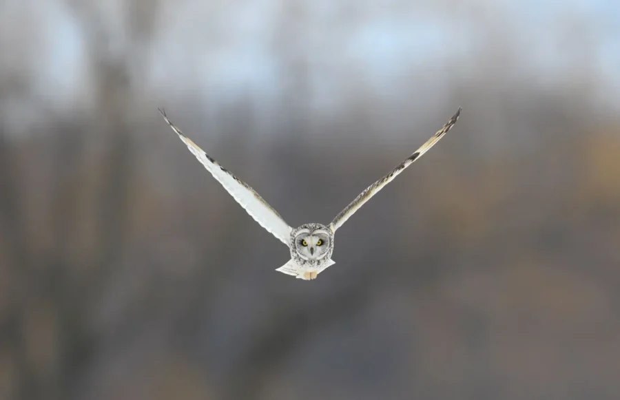 Mark Smith, Capturing the Wild in Flight 3 thearttimes art magazine art times artist profiles art news art biography art shop art marketplace online gallery artworks